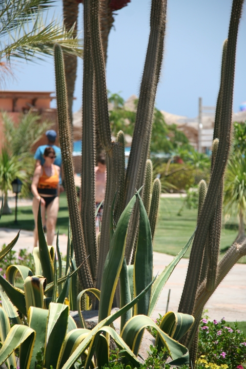 Vakantie Egypte 2010-64.jpg